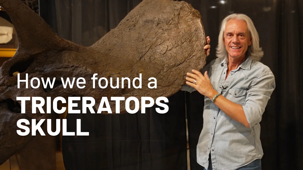 How we found a triceratops skull