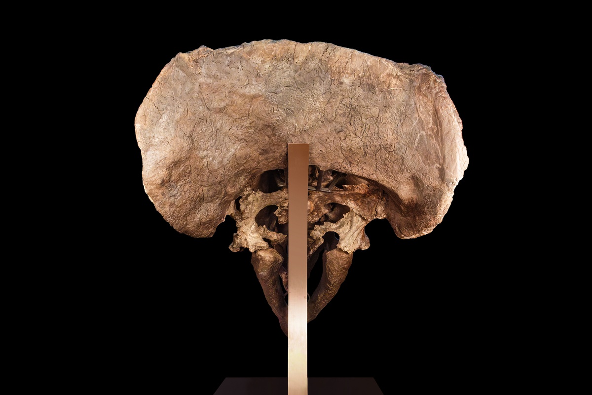 Über Triceratops Prorsus