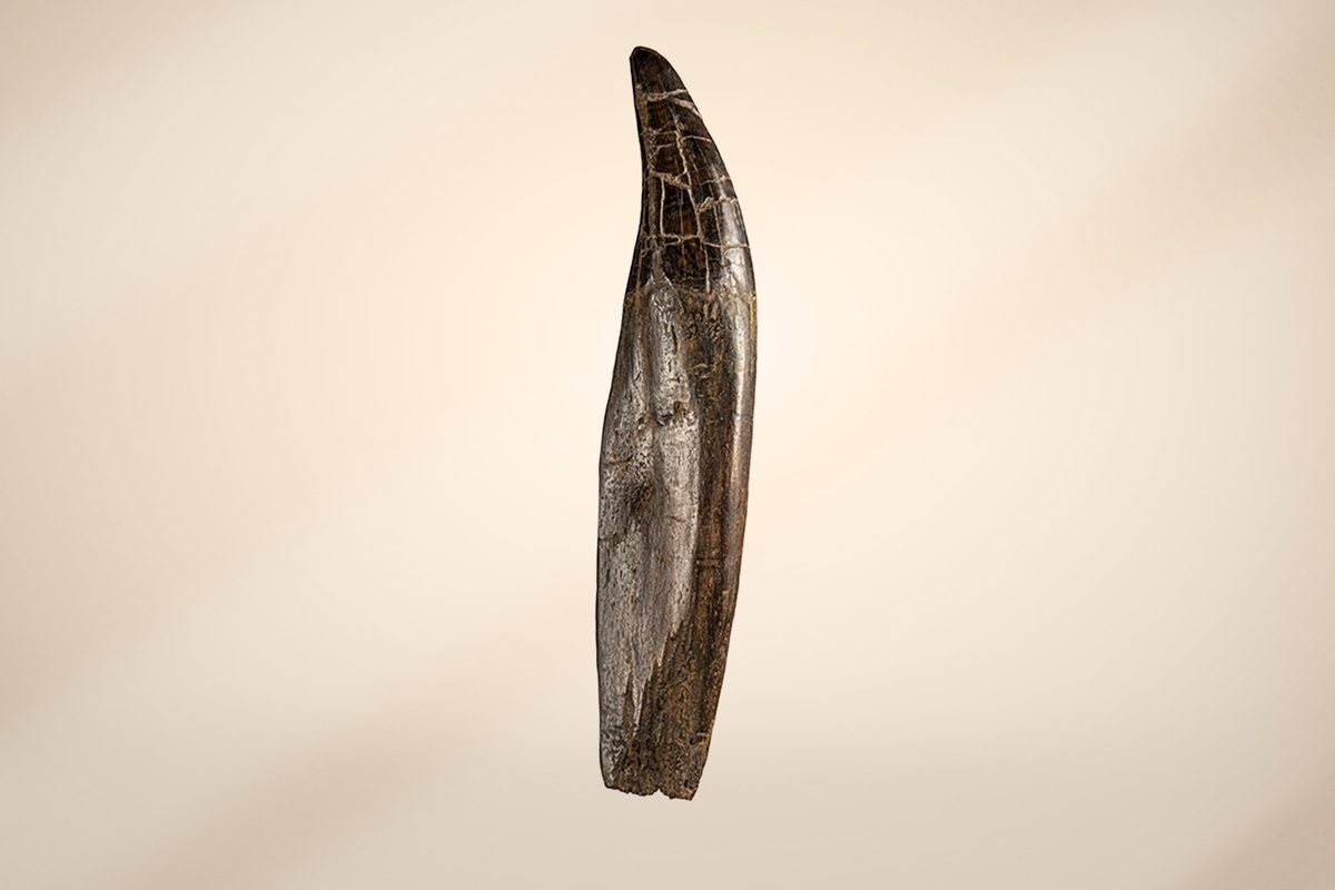 Prehistoric Fossils as Investment