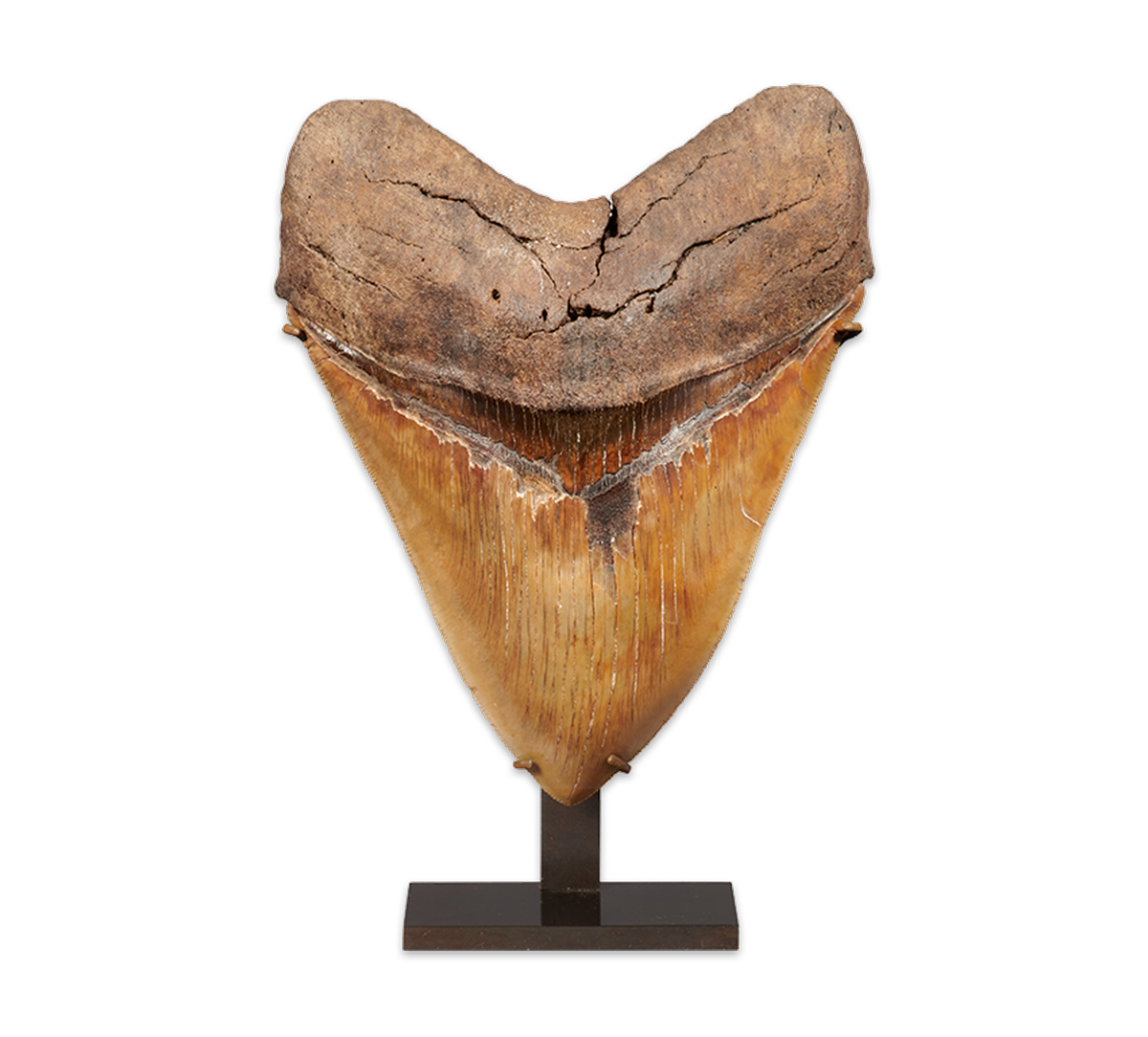 Large Megalodon Tooth Timeless.investments