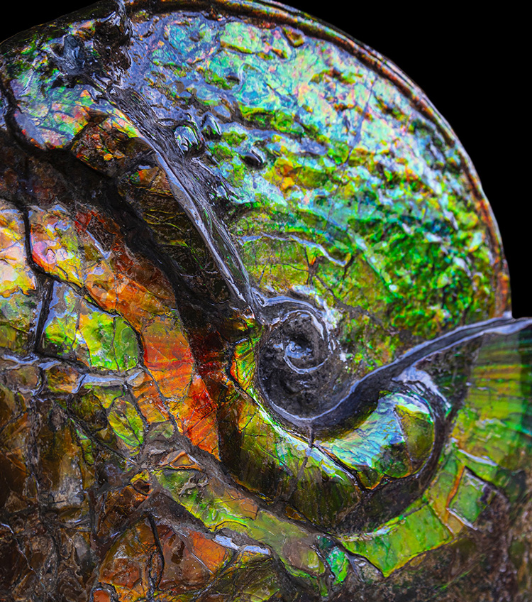 About the iridescent Ammolite